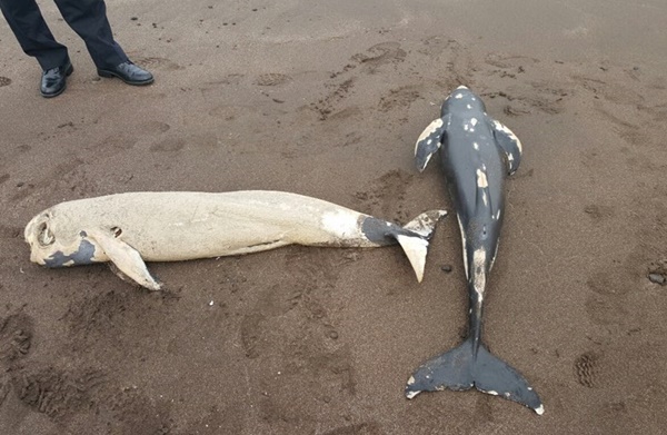 19일 오전 제주시 삼양해변에서 발견된 돌고래 사체. <제주해양경비안전서 제공>
