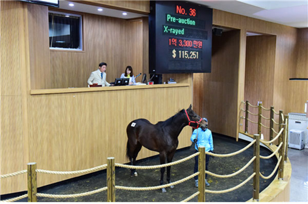 제주시는 다음달 3일 올 하반기 첫 경주마 경매를 진행한다고 29일 밝혔다.