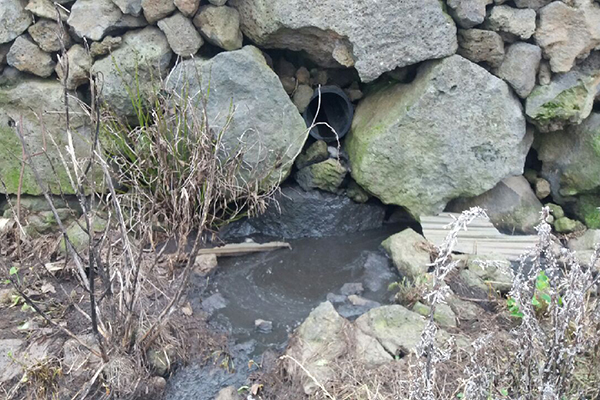 제주시 한 축산농가에서 가축분뇨가 오수관을 통해 유출되고 있다.